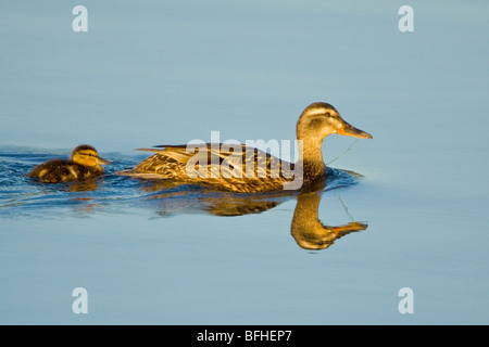 Nuotare nell'oceano in Victoria, BC, Canada. Foto Stock