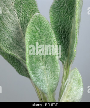 Foglia morbido peli sulla parte inferiore di agnello le orecchie (Stachys byzantina) lascia Foto Stock