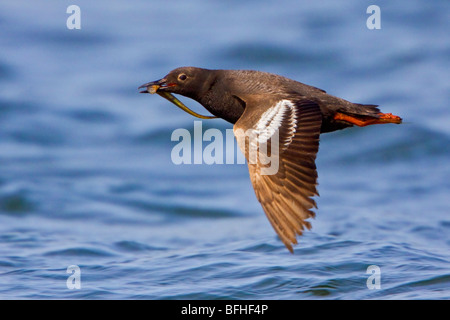 Pigeon Guillemot - (Cepphus columba) battenti in Washington, Stati Uniti d'America. Foto Stock