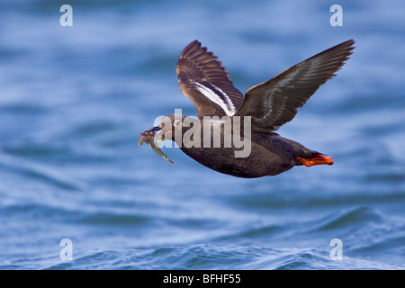 Pigeon Guillemot - (Cepphus columba) battenti in Washington, Stati Uniti d'America. Foto Stock