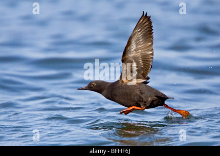 Pigeon Guillemot - (Cepphus columba) battenti in Washington, Stati Uniti d'America. Foto Stock