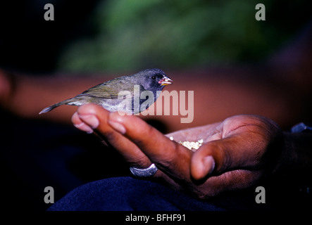 Nero-di fronte grassquit, tiaris bicolor, città di acciuga, Giamaica Foto Stock