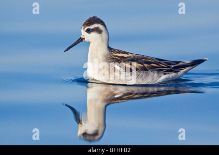 Rosso Colli (Phalarope Phalaropus lobatus) nuotare nell'oceano vicino a Victoria, BC, Canada. Foto Stock