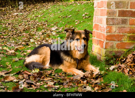 Un tedesco Shepard/Alsation cane si siede in foglie di autunno. Foto Stock