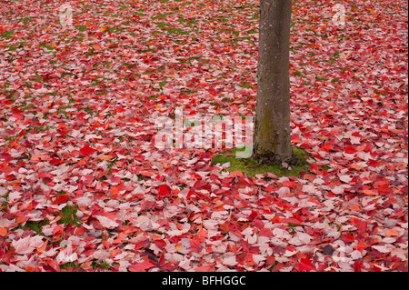 Albero di acero al parco con le foglie che cadono a terra i colori autunnali Foto Stock