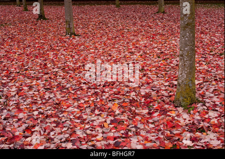 Albero di acero al parco con le foglie che cadono a terra i colori autunnali Foto Stock