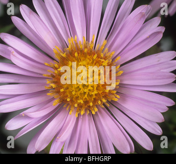 Michaelmas daisy (Aster novi-belgii) un composito tipico fiore a margherita Foto Stock