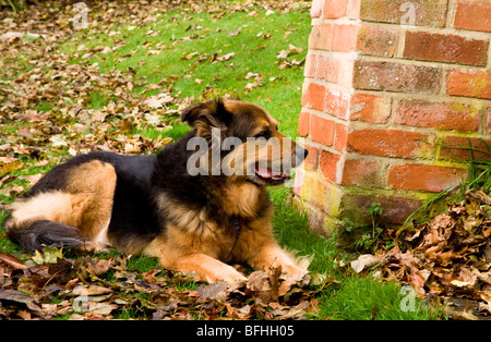 Un tedesco Shepard/Alsation cane si siede in foglie di autunno. Foto Stock