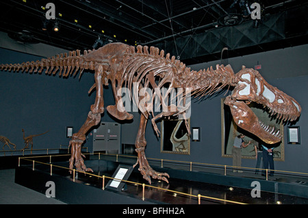 Tirannosauro, Royal Tyrrell Museum, Drumheller, Alta Canada Foto Stock