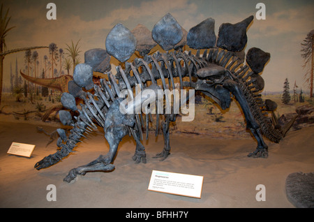 Scheletro di Stegosaurus armatus. Royal Tyrrell Museum, Drumheller, Alta, Canada. Foto Stock