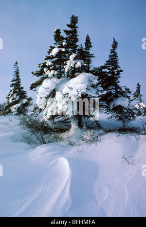 Sentinella di abete bianco (Picea glauca) crescente lungo la treeline, Wapusk National Park, Northern Manitoba, Canada Foto Stock