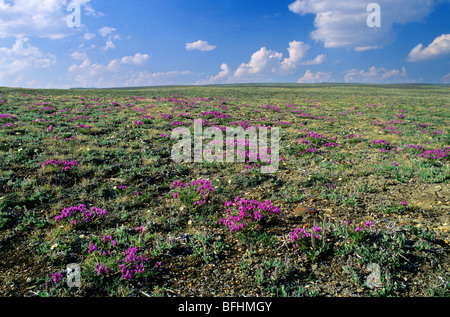 (Oxytropis Oxytropis arctobia) e montagna avens (Dryas integrifolia) Victoria Island, Nunavut, Canada Artico Foto Stock