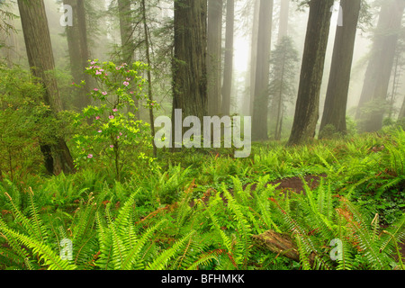 Forest lungo la dannazione Creek Trail in Del Norte Coast Redwoods State Park Foto Stock