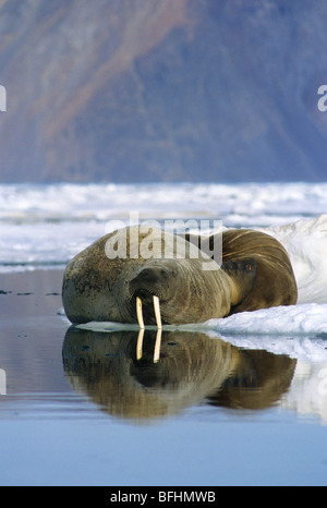 Atlantic trichechi (Odobenus rosmarus rosmarus) sulla banchisa, Alexandra Fiord,l'isola di Ellesmere, Artico Canadese Foto Stock