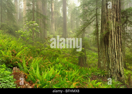 Forest lungo la dannazione Creek Trail in Del Norte Coast Redwoods State Park Foto Stock