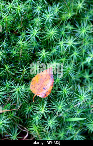 Autunno lasciare su un letto di muschio Foto Stock