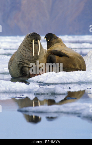 Atlantic trichechi (Odobenus rosmarus rosmarus) sulla banchisa, Alexandra Fiord,l'isola di Ellesmere, Artico Canadese Foto Stock