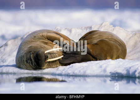 Atlantic trichechi (Odobenus rosmarus rosmarus) sulla banchisa, Alexandra Fiord,l'isola di Ellesmere, Artico Canadese Foto Stock