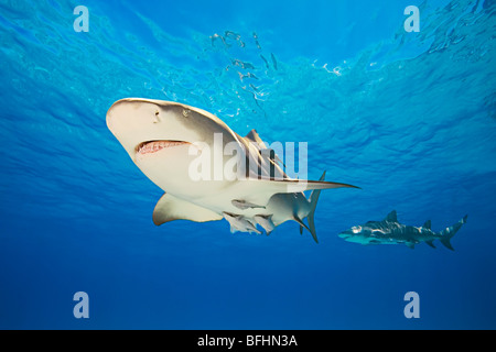 Lo squalo limone, Negaprion brevirostris, w/ sharksuckers, Echeneis naucrates, Grand Bahama, Bahamas, Mar dei Caraibi e Oceano Atlantico Foto Stock