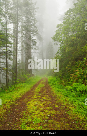 Vecchia strada forestale che corre attraverso le torreggianti alberi di sequoia di Del Norte Coast Redwoods State Park Foto Stock