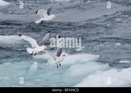 Nero-zampe (kittiwakes Rissa tridactyla) , arcipelago delle Svalbard, Arctic Norvegia Foto Stock