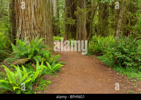 Vecchia strada forestale che corre attraverso le torreggianti alberi di sequoia di Del Norte Coast Redwoods State Park Foto Stock