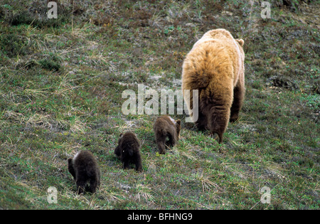 L'orso bruno (Ursus arctos) madre e tre cuccioli dell'anno, Yukon settentrionale, Canada Artico Foto Stock