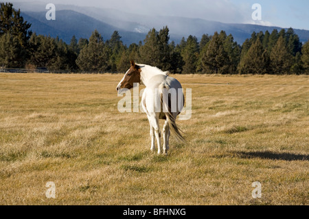 Ritratto di un cavallo di vernice in piedi in un campo invernale di erba Foto Stock