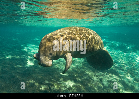 Florida lamantino (Trichechus manatus latirostris) mangiare alghe, Crystal River, west-Central Florida U.S.A. Foto Stock