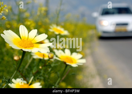 Israele Negev, Lakish regione, margherite giallo sul ciglio della strada Foto Stock