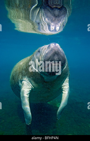 Florida lamantino (Trichechus manatus latirostris), Crystal River, west-Central Florida U.S.A. Foto Stock