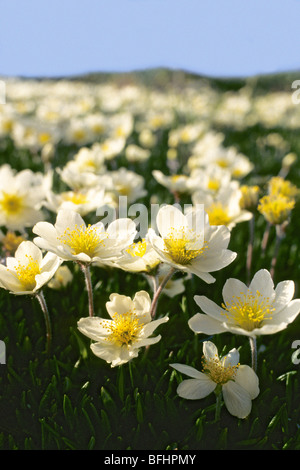 Mountain avens (Dryas integrifolia), Victoria Island, Nunavut, Canada Artico Foto Stock