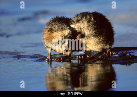 Svernamento topi muschiati (Ondatra zibethicus) mangiare lampade subacquee sul bordo del ghiaccio, centro di Alberta, Canada Foto Stock