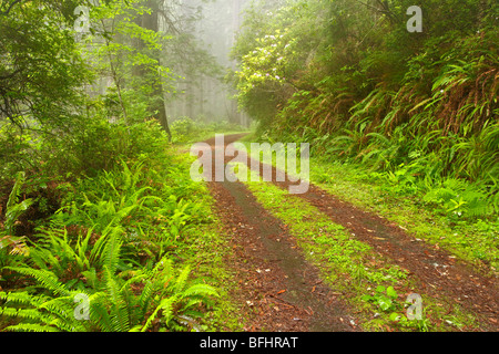 Vecchia strada forestale che corre attraverso le torreggianti alberi di sequoia di Del Norte Coast Redwoods State Park Foto Stock