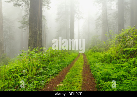 Vecchia strada forestale che corre attraverso le torreggianti alberi di sequoia di Del Norte Coast Redwoods State Park Foto Stock