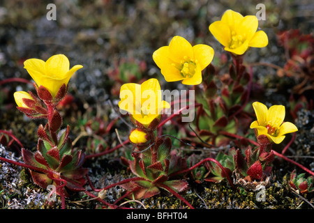 Impianti di ragno (Saxifraga flagellaris), arcipelago delle Svalbard, arctic Norvegia Foto Stock