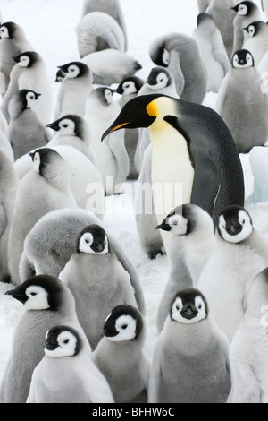 Adulto pinguino imperatore (Aptenodytes forsteri) e pulcini, Snow Hill Island, Penisola Antartica Foto Stock