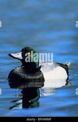 Maschio scaup maggiore (Aythya marila) in allevamento piumaggio, costiere British Columbia, Canada Foto Stock