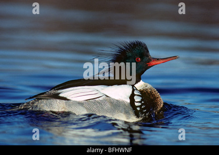 Maschio rosso-breasted merganser (Mergus serrator), il Principe Albert National Park, Nord Saskatchewan, Canada Foto Stock