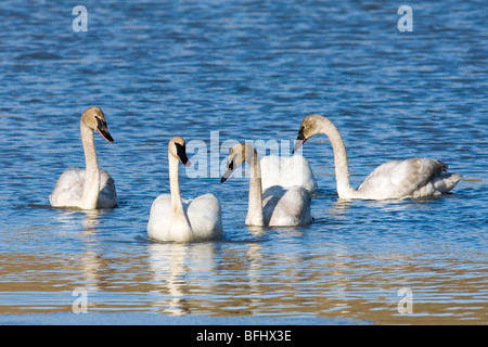 Adulto trumpeter swans (Cygnus buccinatore) e un trio di cygnets, central Alberta, Canada Foto Stock