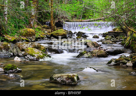 Una delle tante cascate lungo Holland Creek Trail in Ladysmith, BC. Foto Stock