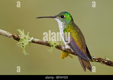 Un andina hummingbird Smeraldo (Amazilia franciae) appollaiato su un ramo in Tandayapa Valle dell Ecuador. Foto Stock