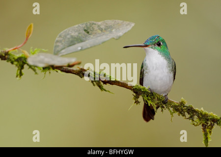 Un andina hummingbird Smeraldo (Amazilia franciae) appollaiato su un ramo in Tandayapa Valle dell Ecuador. Foto Stock