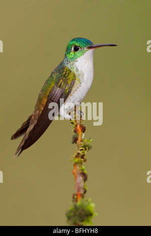 Andina hummingbird Smeraldo (Amazilia franciae) appollaiato su un ramo in Tandayapa Valle dell Ecuador. Foto Stock