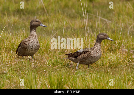 Andina (Teal Anas andium) appollaiato sulla vegetazione paramo negli altopiani del Ecuador. Foto Stock