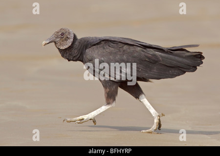 Avvoltoio nero (Coragyps atratus) sulla spiaggia sulla costa del Ecuador. Foto Stock