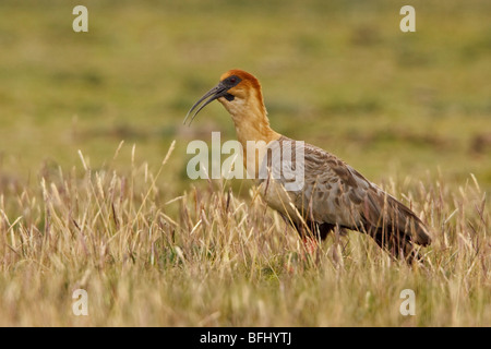 Nero-di fronte Ibis (Theristicus melanopis) appollaiato sulla vegetazione paramo negli altopiani del Ecuador. Foto Stock