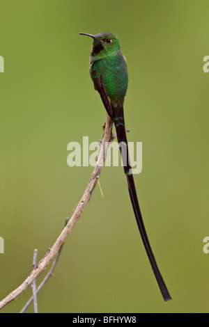 Nero-tailed Trainbearer Hummingbird (Lesbia victoriae) appollaiato su un ramo negli altopiani del Ecuador. Foto Stock