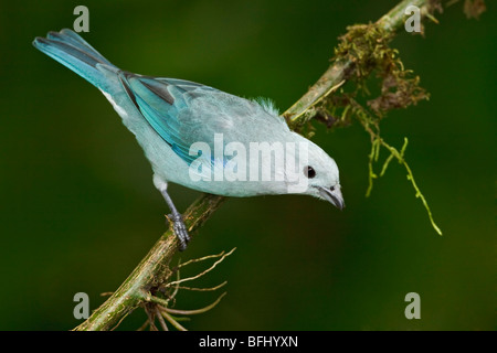 Colore grigio-blu Tanager (Thraupis episcopus) appollaiato su un ramo in Milpe riserva nel nord-ovest in Ecuador. Foto Stock