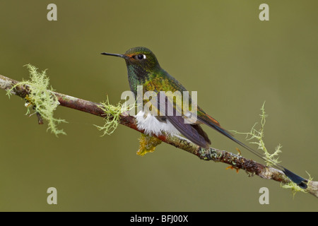 Un avviato Racket-coda (hummingbird Ocreatus underwoodii) appollaiato su un ramo in Tandayapa Valle dell Ecuador. Foto Stock